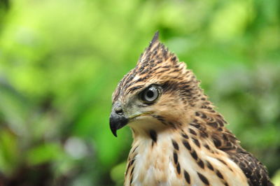 Close-up of a bird looking away