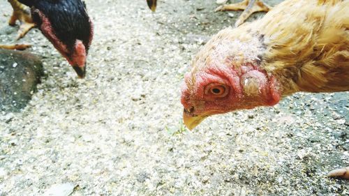 Close-up of a bird