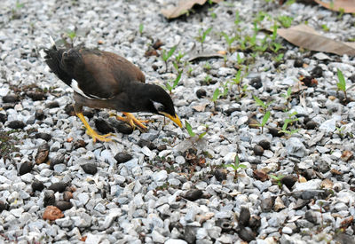 High angle view of bird on rock