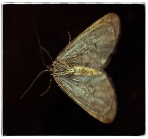 Close-up of butterfly