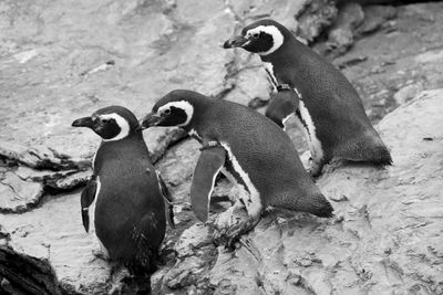 High angle view of penguin on rock