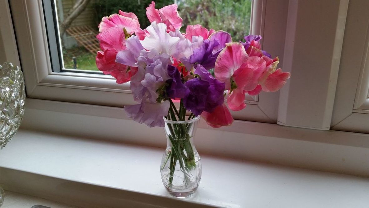 CLOSE-UP OF PINK FLOWERS IN VASE ON WINDOW SILL