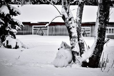 View of a dog on snow covered tree