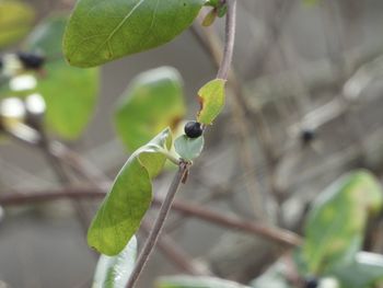 Close-up of fruit on plant