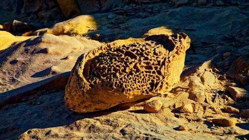 Close-up of rock on sandy field during sunny day