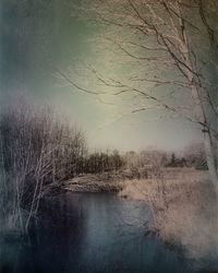 Reflection of trees in lake