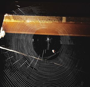 Close-up of illuminated spider web