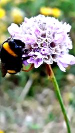 Close-up of bee pollinating on purple flower