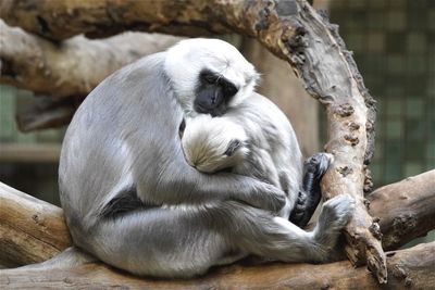 Gray langurs sleeping on branch at berlin zoological garden