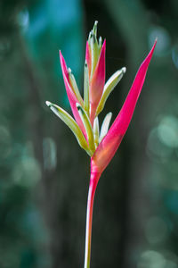 Close-up of pink flowering plant