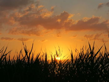 Sun shining through trees