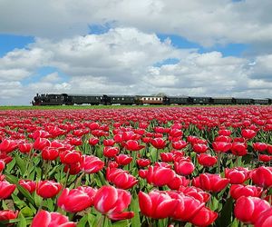 Red tulips in field against cloudy sky