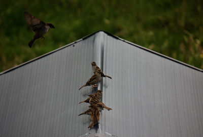 View of bird flying