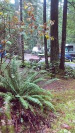 Trees growing in forest