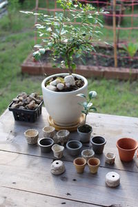Close-up of potted plant and tiny empty pots on table