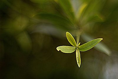 Close-up of plant growing outdoors