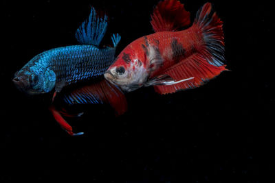 Close-up of fish swimming in sea