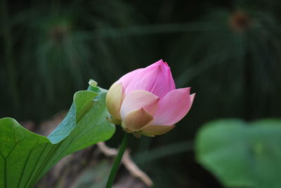 Close-up of pink rose blooming in garden