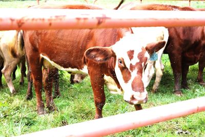 Cows standing in ranch