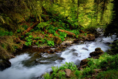 Stream flowing through forest