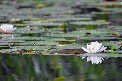 Lotus water lily in lake