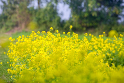 Yellow flowering plants on field