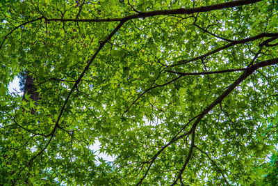 Low angle view of trees in forest