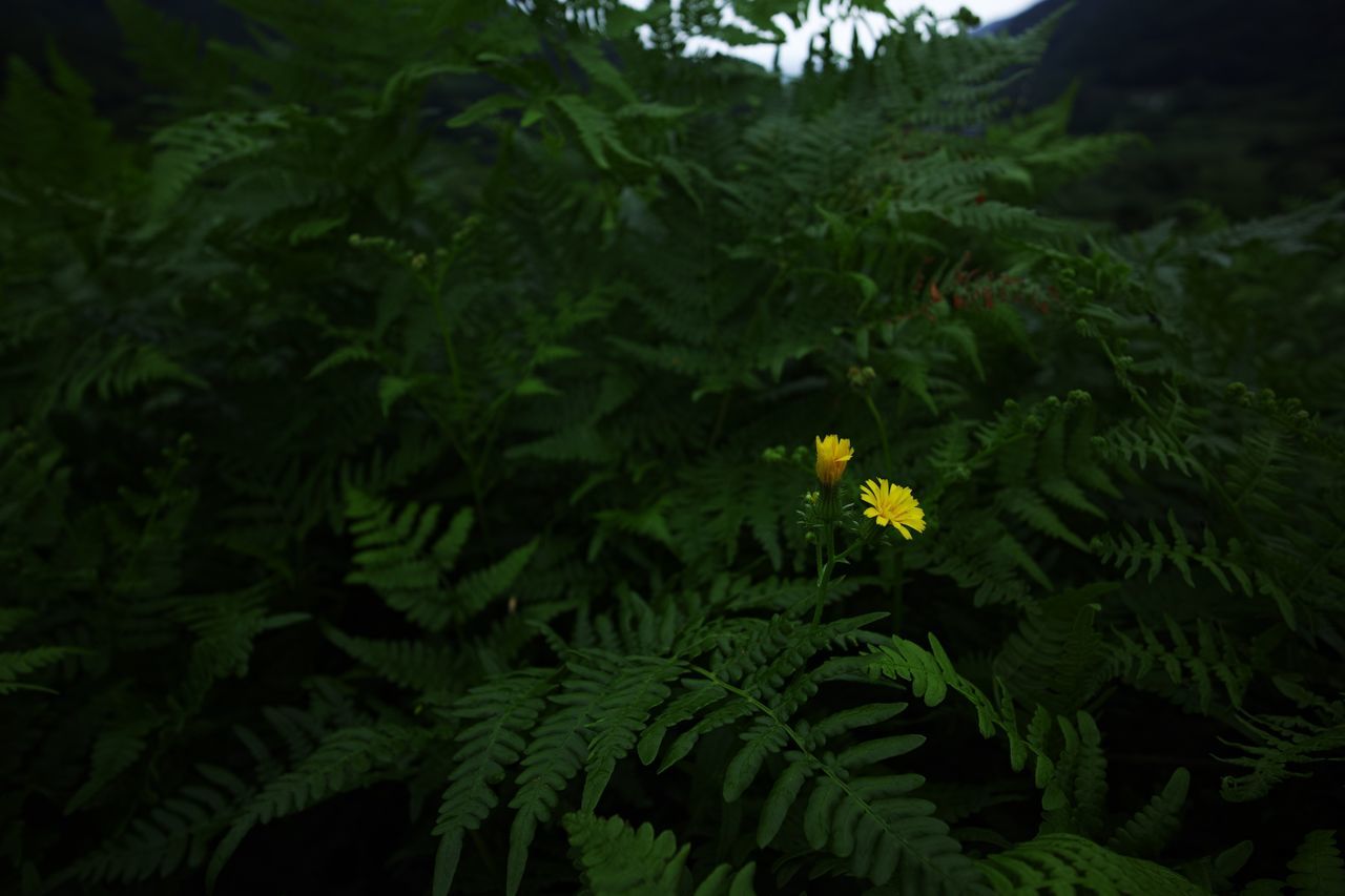 HIGH ANGLE VIEW OF FLOWERING PLANTS