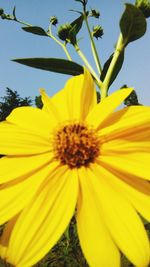 Close-up of yellow flowering plant