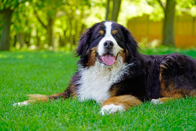 Dog sitting on grass