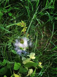 Close-up of dandelion on field