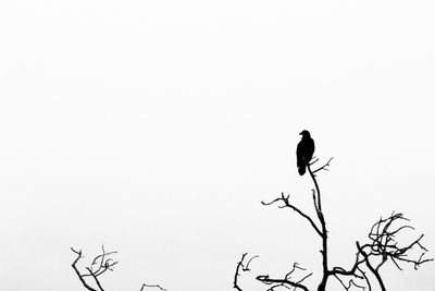 Low angle view of silhouette bird perching on branch against sky