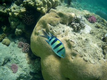 Fish swimming in sea