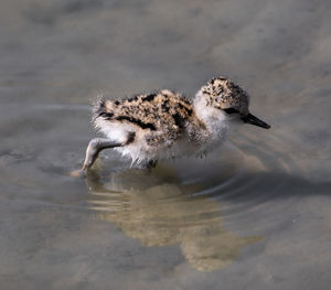 High angle view of a bird drinking water