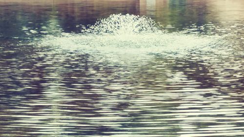 Reflection of trees in water