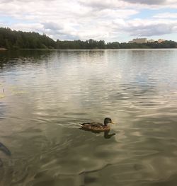 View of duck swimming in lake