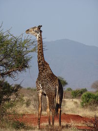 Giraffe standing on field against sky