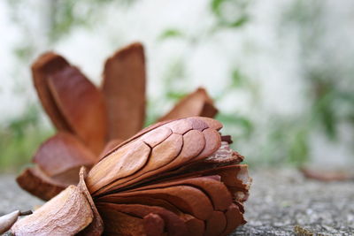 Close-up of plant