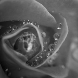 Close-up of water lily