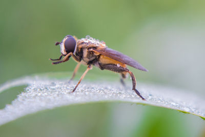 Close-up of insect