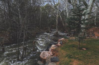 Man amidst trees in forest