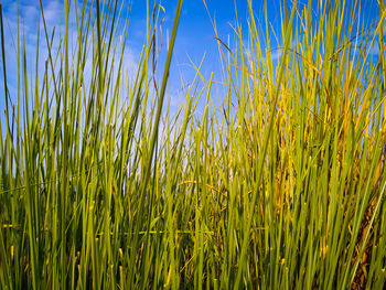 View of stalks in field against blue sky