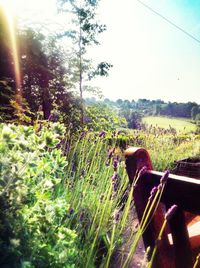 Plants and trees against sky