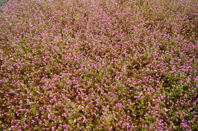 Full frame shot of pink flowering plants on field