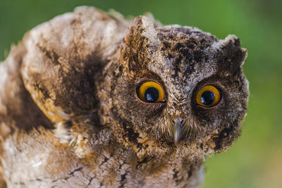 Close-up portrait of owl