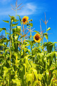 View of yellow flowering plant