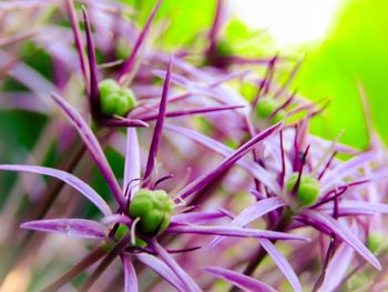 Close-up of flowers