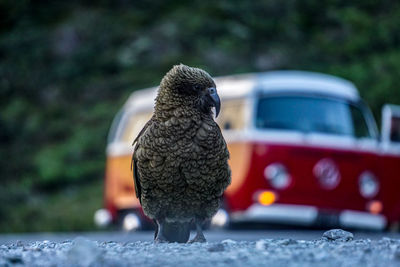 Close-up of bird perching on a car