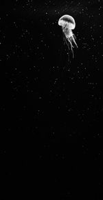 Close-up of jellyfish against black background