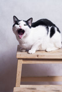 Portrait of cat yawning